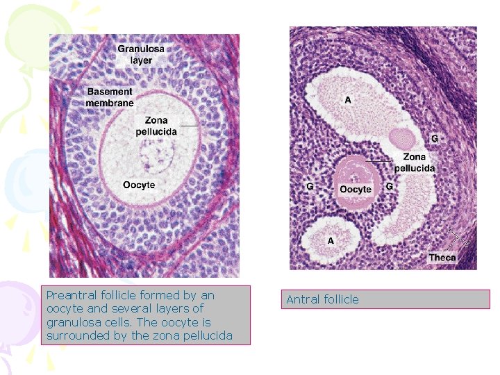 Preantral follicle formed by an oocyte and several layers of granulosa cells. The oocyte