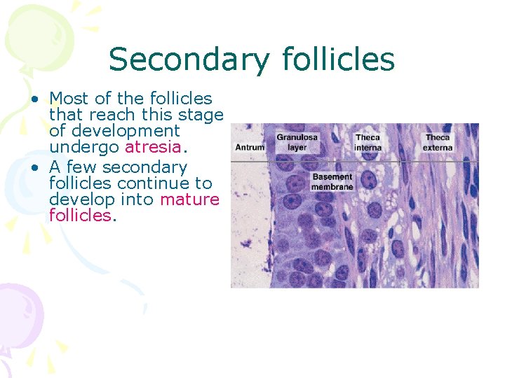 Secondary follicles • Most of the follicles that reach this stage of development undergo