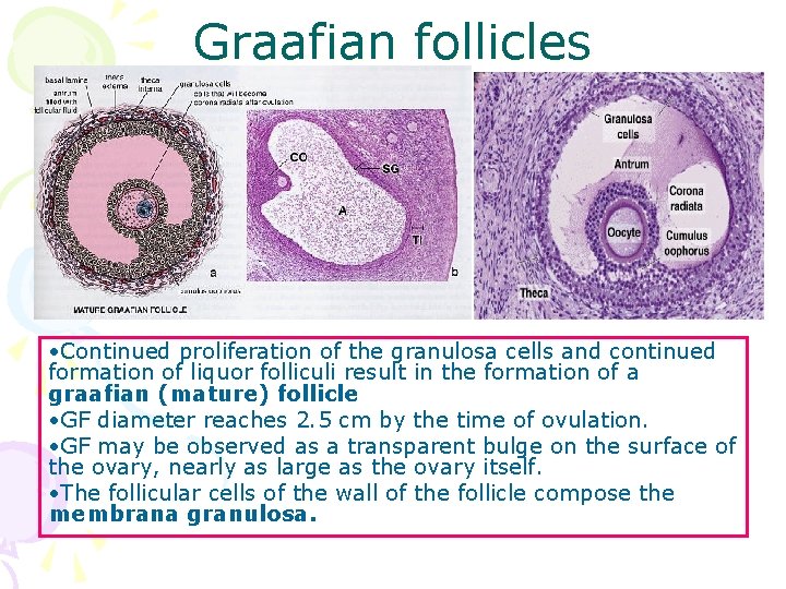 Graafian follicles • Continued proliferation of the granulosa cells and continued formation of liquor