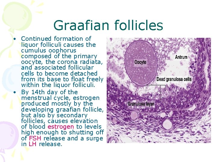 Graafian follicles • Continued formation of liquor folliculi causes the cumulus oophorus composed of