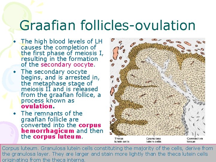 Graafian follicles-ovulation • The high blood levels of LH causes the completion of the