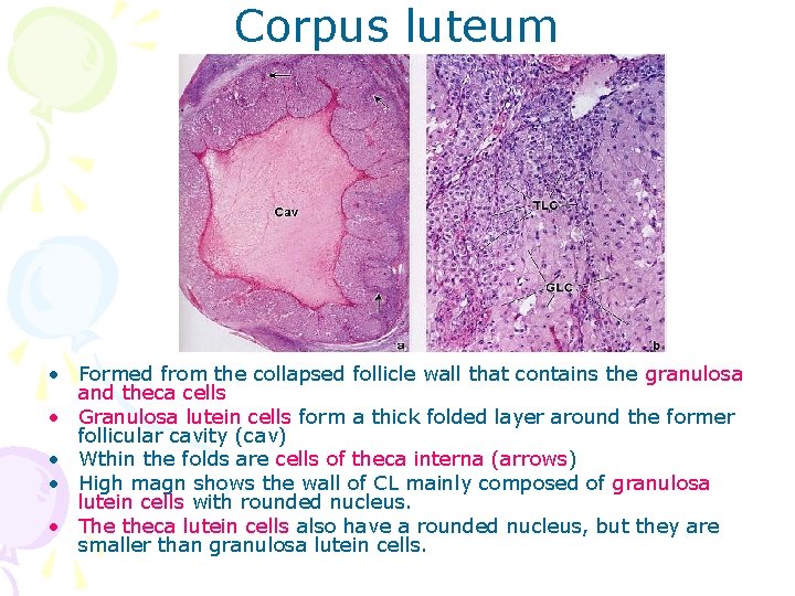 Corpus luteum • Formed from the collapsed follicle wall that contains the granulosa and