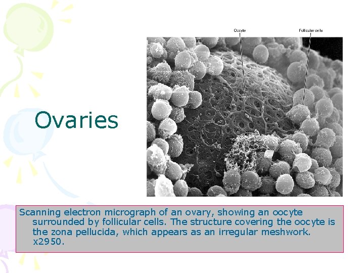 Ovaries Scanning electron micrograph of an ovary, showing an oocyte surrounded by follicular cells.