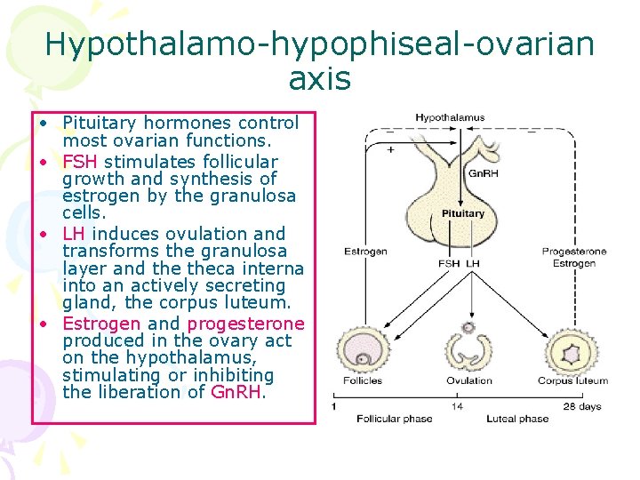 Hypothalamo-hypophiseal-ovarian axis • Pituitary hormones control most ovarian functions. • FSH stimulates follicular growth