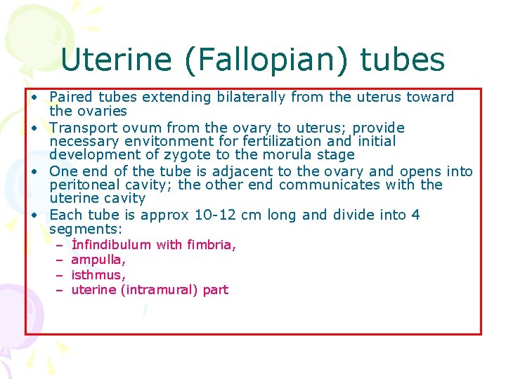 Uterine (Fallopian) tubes • Paired tubes extending bilaterally from the uterus toward the ovaries