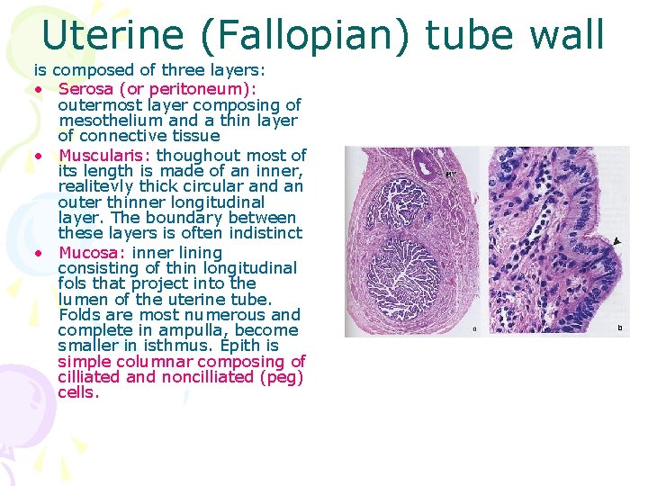 Uterine (Fallopian) tube wall is composed of three layers: • Serosa (or peritoneum): outermost