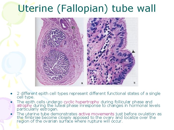 Uterine (Fallopian) tube wall • • • 2 different epith cell types represent different