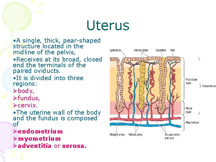 Uterus • A single, thick, pear-shaped structure located in the midline of the pelvis,