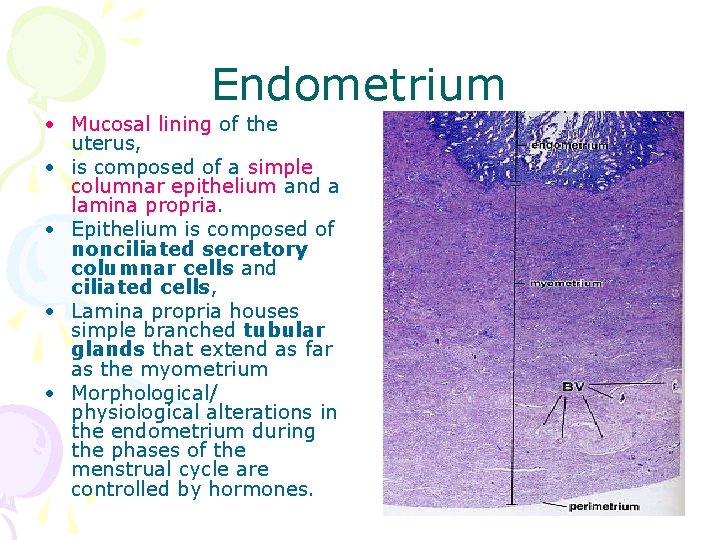 Endometrium • Mucosal lining of the uterus, • is composed of a simple columnar