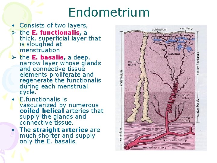 Endometrium • Consists of two layers, Ø the E. functionalis, a thick, superficial layer