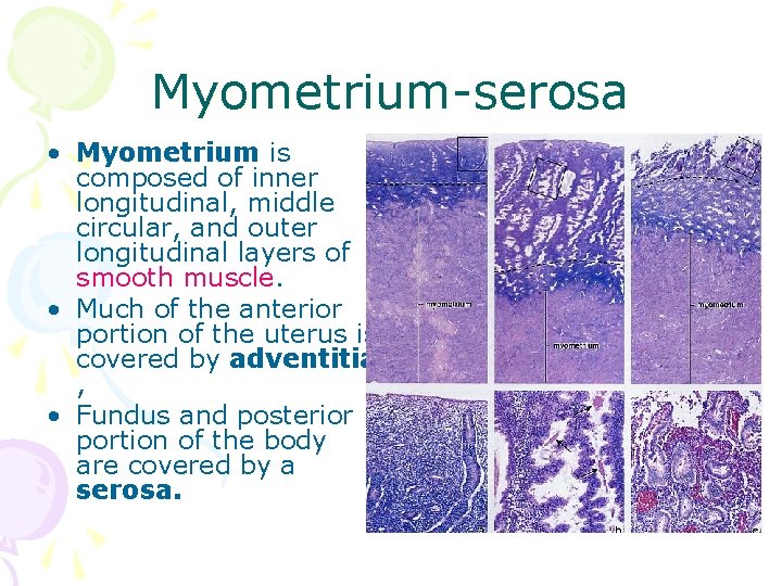 Myometrium-serosa • Myometrium is composed of inner longitudinal, middle circular, and outer longitudinal layers