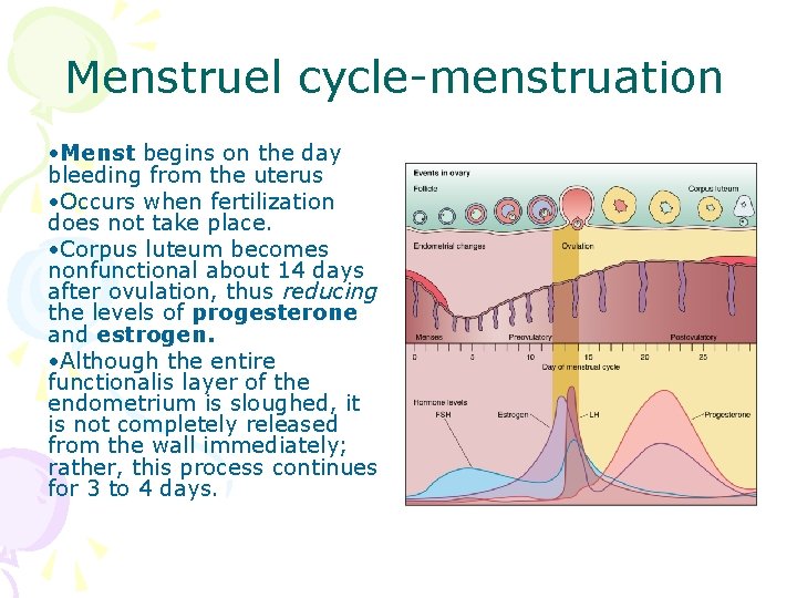 Menstruel cycle-menstruation • Menst begins on the day bleeding from the uterus • Occurs
