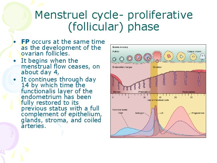 Menstruel cycle- proliferative (follicular) phase • FP occurs at the same time as the