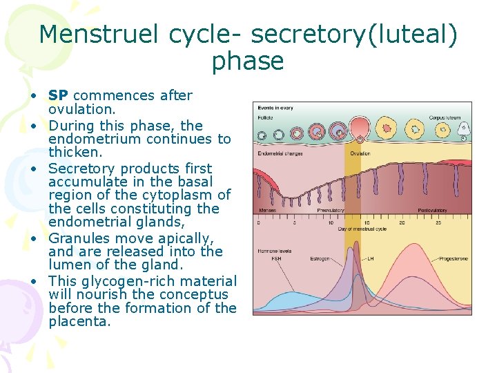 Menstruel cycle- secretory(luteal) phase • SP commences after ovulation. • During this phase, the