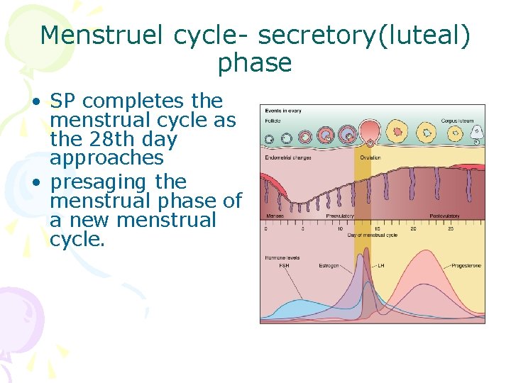 Menstruel cycle- secretory(luteal) phase • SP completes the menstrual cycle as the 28 th