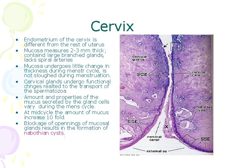 Cervix • • Endometrium of the cervix is different from the rest of uterus