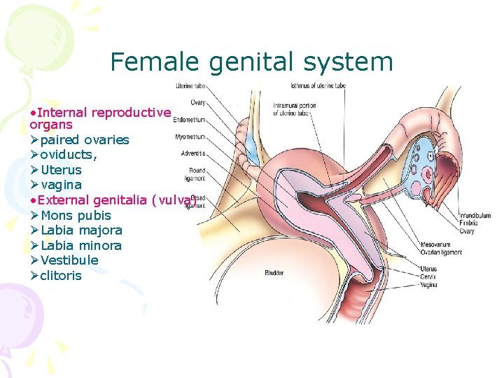 Female genital system • Internal reproductive organs Øpaired ovaries Øoviducts, ØUterus Øvagina • External