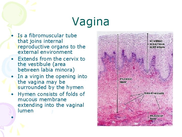 Vagina • Is a fibromuscular tube that joins internal reproductive organs to the external