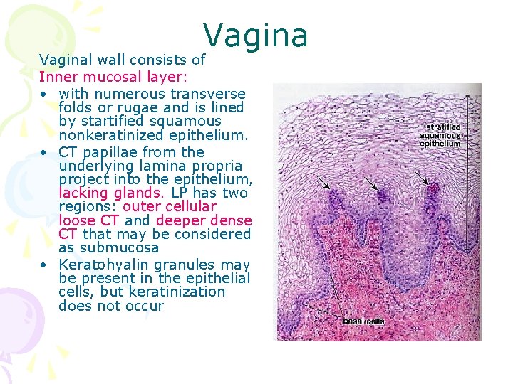 Vaginal wall consists of Inner mucosal layer: • with numerous transverse folds or rugae