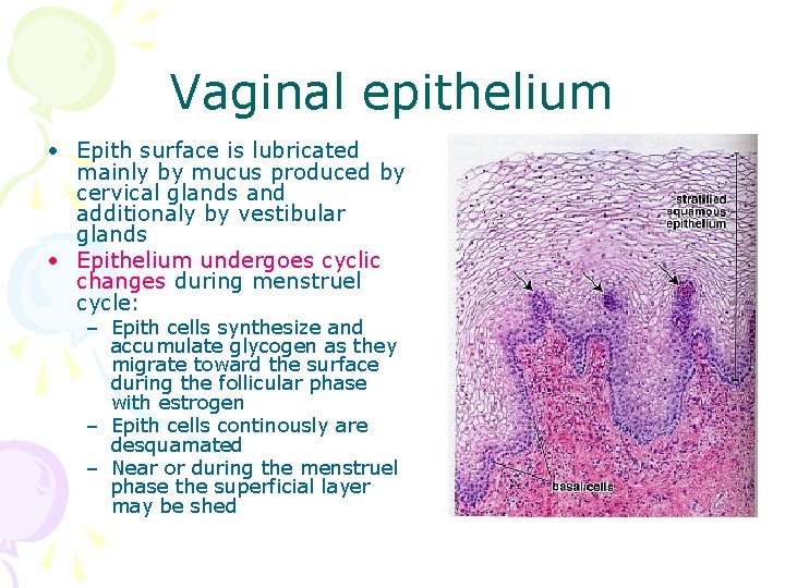 Vaginal epithelium • Epith surface is lubricated mainly by mucus produced by cervical glands