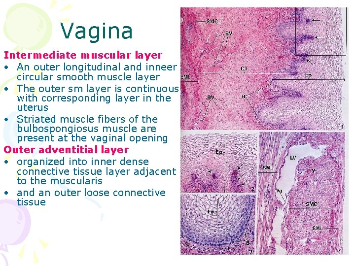 Vagina Intermediate muscular layer • An outer longitudinal and inneer circular smooth muscle layer