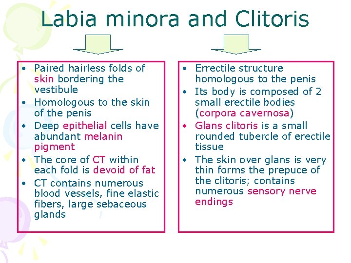 Labia minora and Clitoris • Paired hairless folds of skin bordering the vestibule •