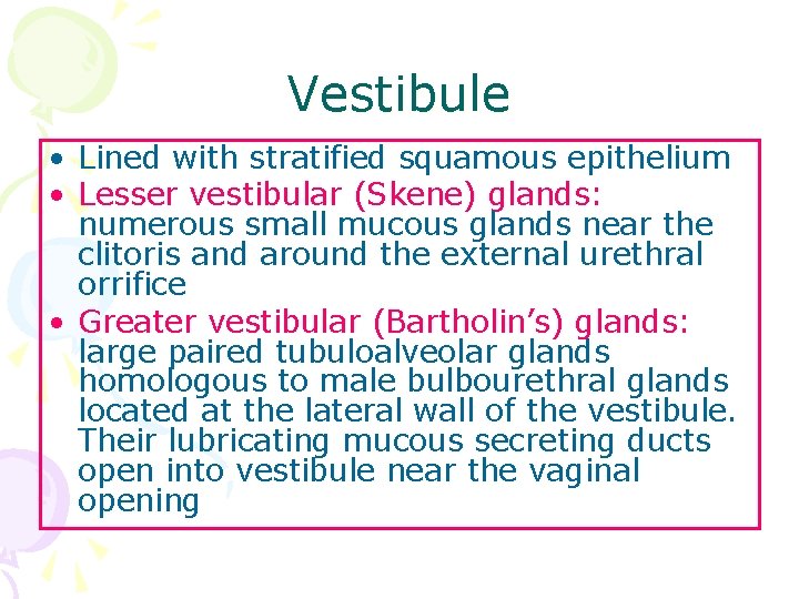 Vestibule • Lined with stratified squamous epithelium • Lesser vestibular (Skene) glands: numerous small