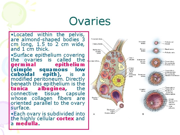 Ovaries • Located within the pelvis, are almond-shaped bodies 3 cm long, 1. 5