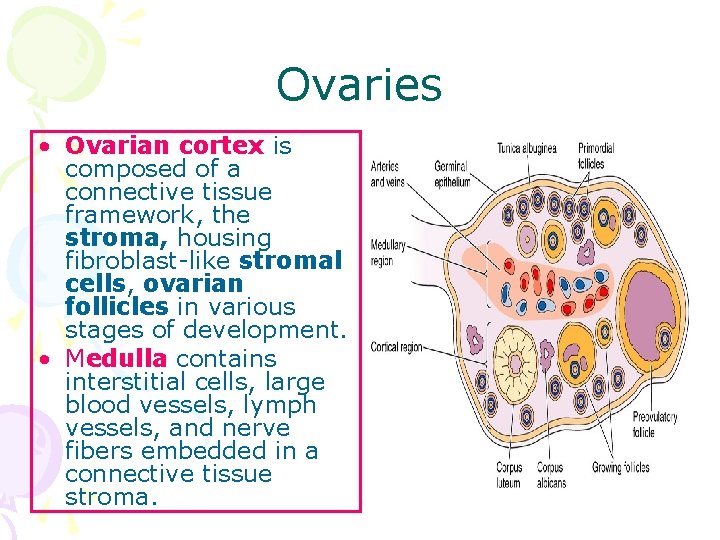 Ovaries • Ovarian cortex is composed of a connective tissue framework, the stroma, housing