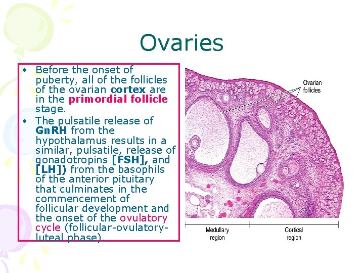 Ovaries • Before the onset of puberty, all of the follicles of the ovarian