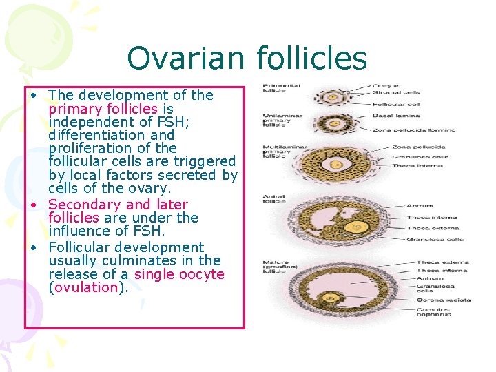 Ovarian follicles • The development of the primary follicles is independent of FSH; differentiation