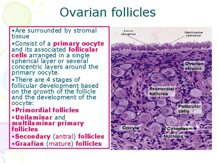 Ovarian follicles • Are surrounded by stromal tissue • Consist of a primary oocyte