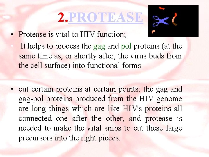 2. PROTEASE • Protease is vital to HIV function; • It helps to process