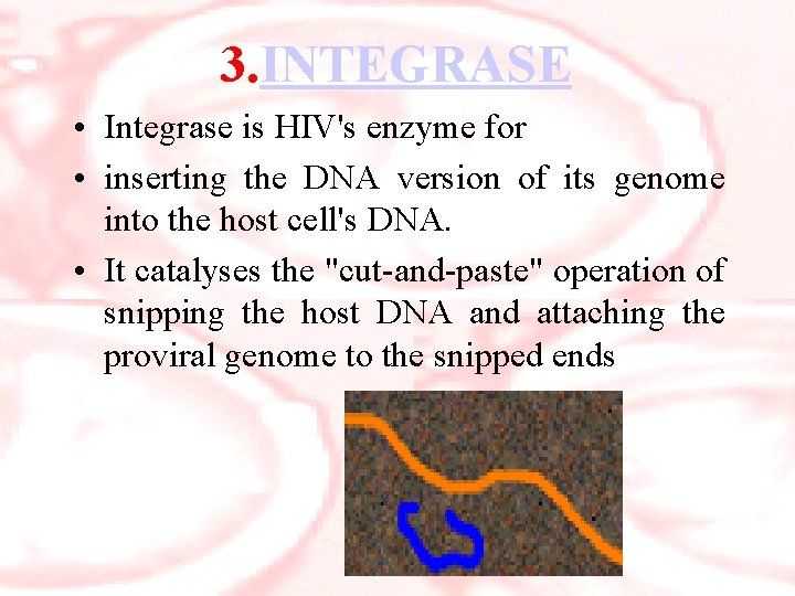 3. INTEGRASE • Integrase is HIV's enzyme for • inserting the DNA version of