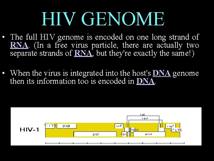 HIV GENOME • The full HIV genome is encoded on one long strand of