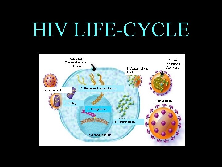 HIV LIFE-CYCLE • Reverse Transcriptions Act Here 6. Assembly & Budding Protein Inhibitors Act