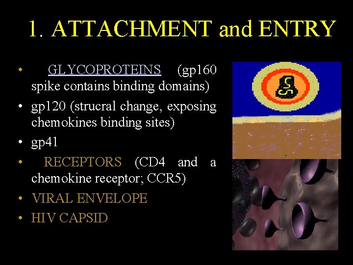 1. ATTACHMENT and ENTRY • • • GLYCOPROTEINS (gp 160 • spike contains binding