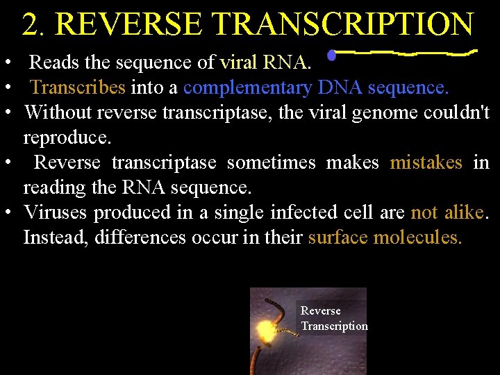 2. REVERSE TRANSCRIPTION • Reads the sequence of viral RNA. • Transcribes into a