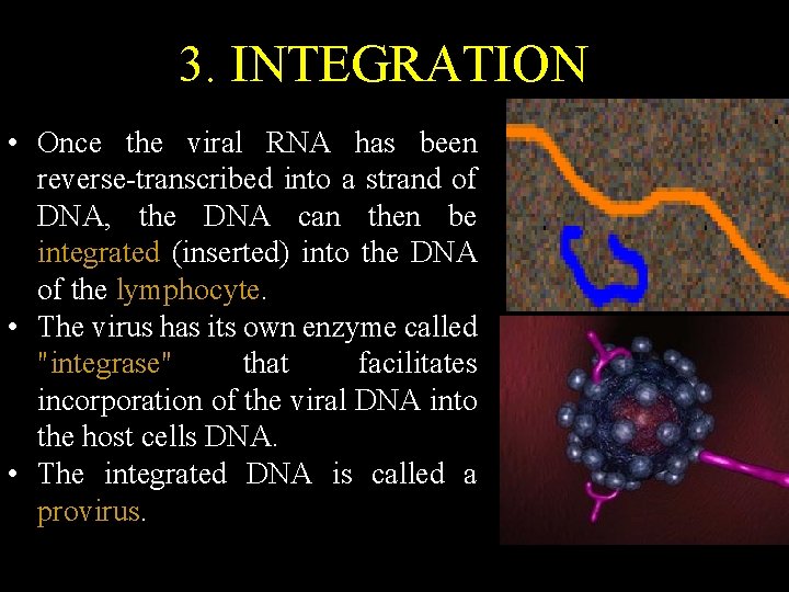 3. INTEGRATION • Once the viral RNA has been reverse-transcribed into a strand of