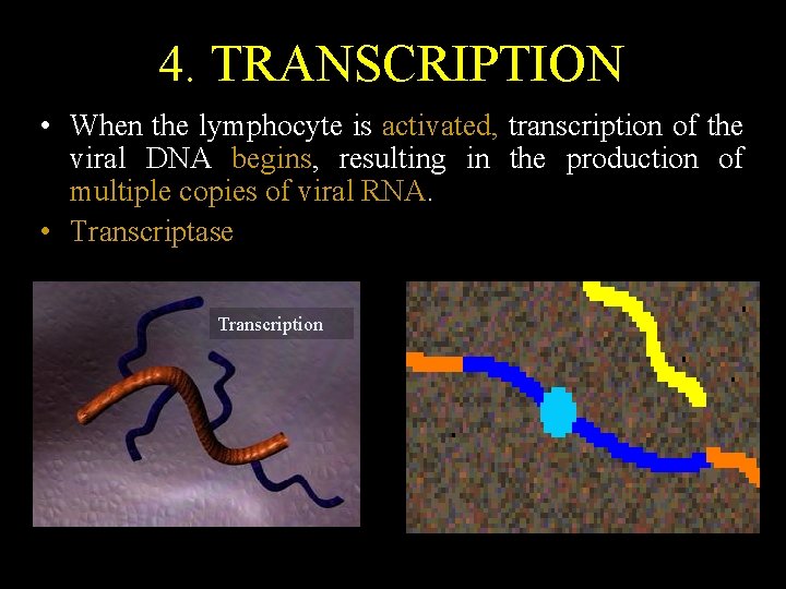 4. TRANSCRIPTION • When the lymphocyte is activated, transcription of the viral DNA begins,