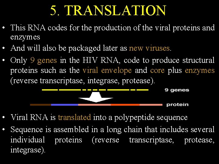 5. TRANSLATION • This RNA codes for the production of the viral proteins and