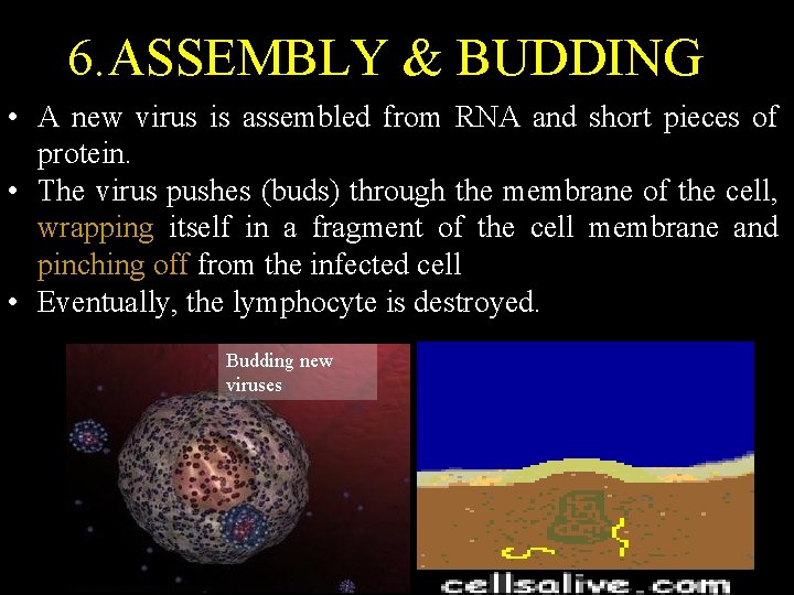 6. ASSEMBLY & BUDDING • A new virus is assembled from RNA and short