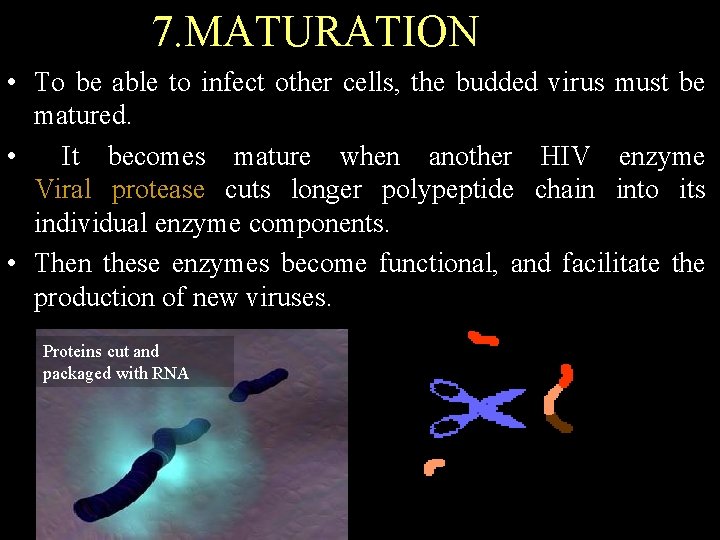 7. MATURATION • To be able to infect other cells, the budded virus must