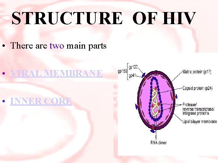 STRUCTURE OF HIV • There are two main parts • VIRAL MEMBRANE • INNER