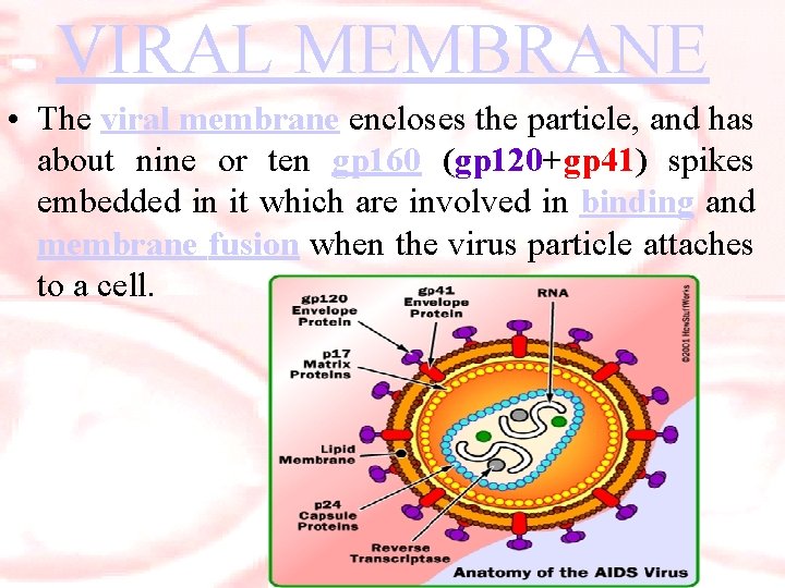 VIRAL MEMBRANE • The viral membrane encloses the particle, and has about nine or
