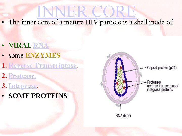 INNER CORE • The inner core of a mature HIV particle is a shell