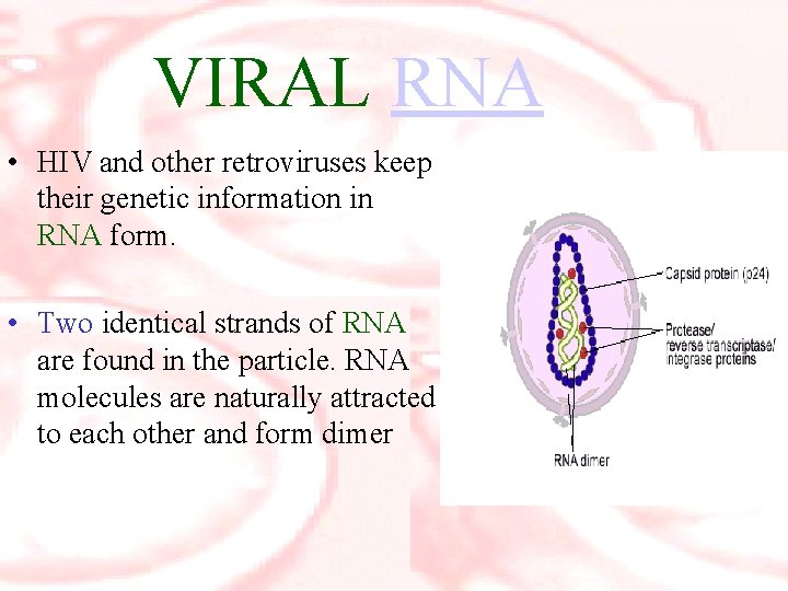 VIRAL RNA • HIV and other retroviruses keep their genetic information in RNA form.