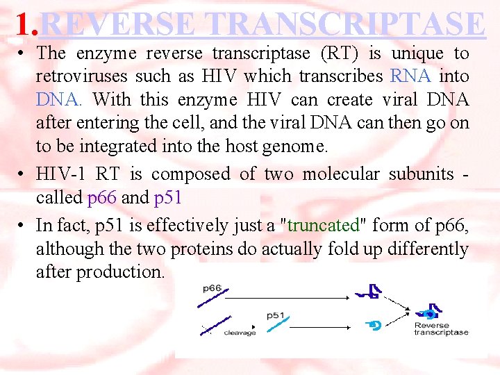 1. REVERSE TRANSCRIPTASE • The enzyme reverse transcriptase (RT) is unique to retroviruses such