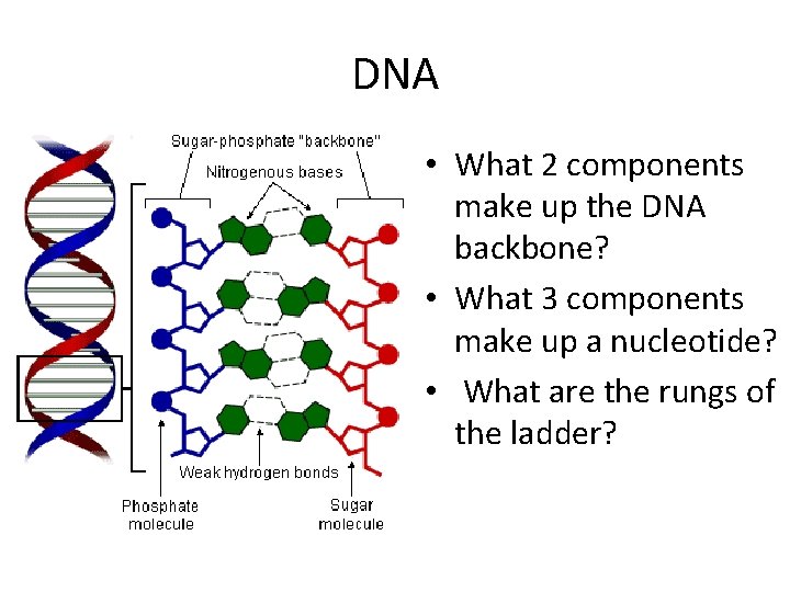 DNA • What 2 components make up the DNA backbone? • What 3 components