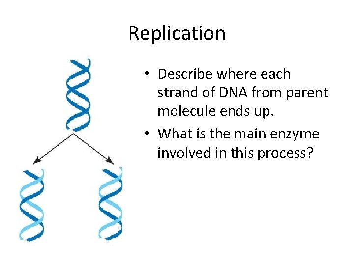 Replication • Describe where each strand of DNA from parent molecule ends up. •